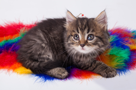 Studio shot of young grey kitten on colorful backgroundの写真素材