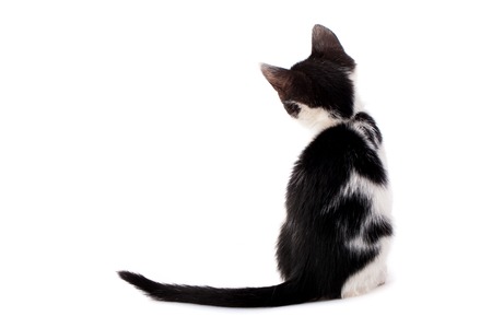 Studio shot of adorable young black and white kitten from backの写真素材