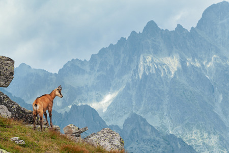 Tatra chamois in Hight Tatrasの写真素材