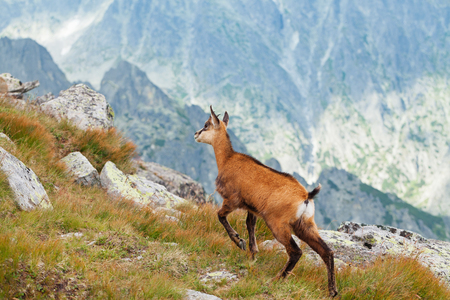 Tatra chamois in Hight Tatrasの写真素材