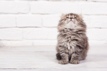 Young fluffy kitten looks very glad and peacefulの写真素材