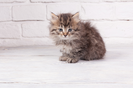 Young fluffy kittenの写真素材