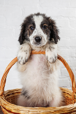 Charming little puppy sitting in the basketの写真素材