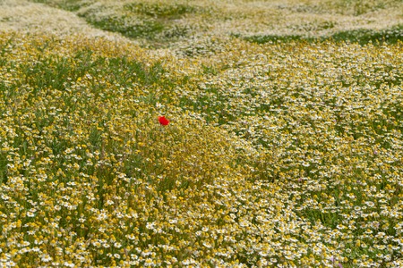 Spring flower meadow