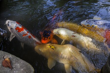 Koi fish swimming in pond at Shukkeien Park, Hiroshima, Japan.の写真素材