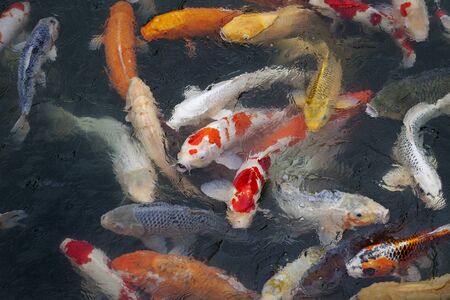 Koi fish swimming in pond at Hiroshima Castle, Hiroshima, Japan.の写真素材