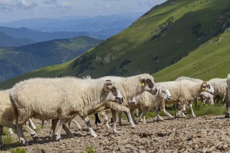 Sheep graze on a high mountain plateau