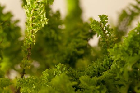 Studio photo shoot of a Nephrolepis exaltata blue bell fern.の写真素材