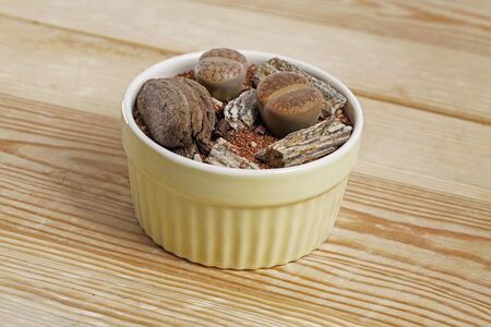 Lithops, The living stone plant in transparent glass vase