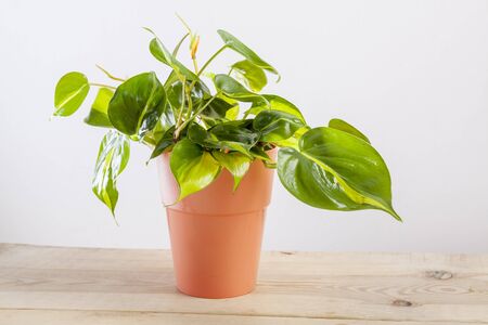 Philodendron Brasilia with variegated green leaves in flowerpot.の写真素材
