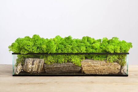 Mossarium - small decoration plants in a glass terrarium wih stones and moss.の写真素材