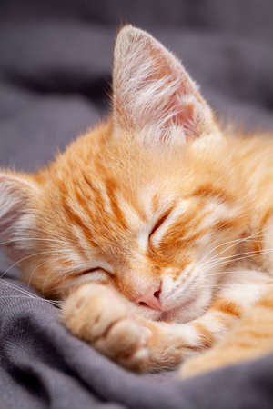 Portrait of young red kitten falls asleepの写真素材