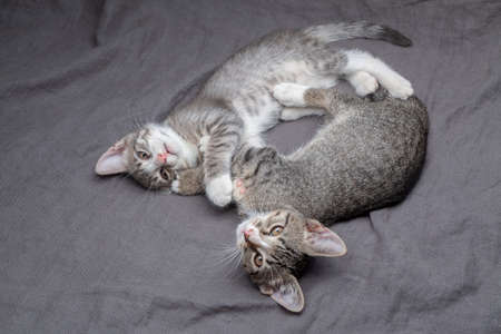 A pair of playful young gray striped kittens lying on grey