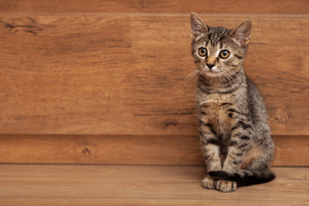 Young gray striped kitten on a wooden backgroundの写真素材