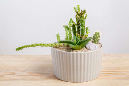 Succulent plants arrangement in a glass vase.の写真素材
