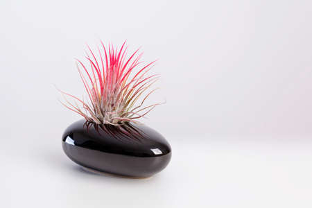 Tilandsia ionantha Airplant in elegant black pot on white backgroundの写真素材