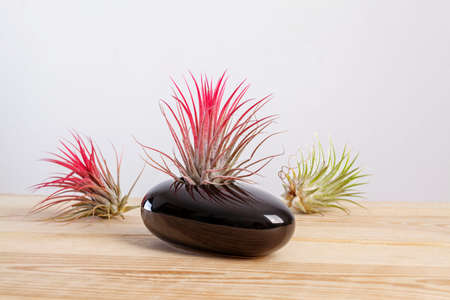 Tilandsia ionantha Airplant in elegant black pot on wooden tableの写真素材