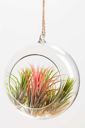 Tilandsia ionantha Airplants suspended in glass terrarium on white backgroundの写真素材