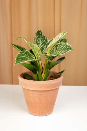 Philodendron Birkin house plant in brown ceramic potの写真素材