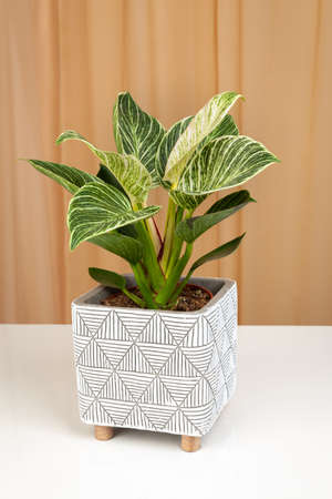 Philodendron Birkin house plant in white textured potの写真素材