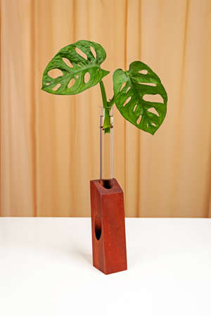 Monstera Monkey Mask or Swiss Cheese Vine, or Andansoniiの写真素材