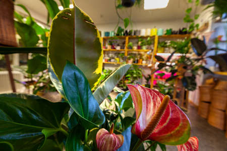 An Image of a Flower Shop with exotic potted plants.の写真素材