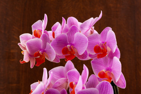 Beautiful purple Phalaenopsis orchid flowers, isolated on dark background.の写真素材