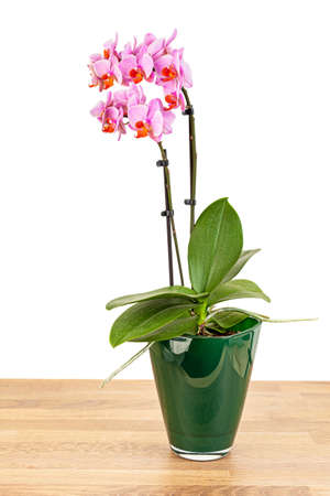 Beautiful purple Phalaenopsis orchid flowers in glass pot on white background.の写真素材