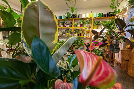 An Image of a Flower Shop with exotic potted plants.の写真素材