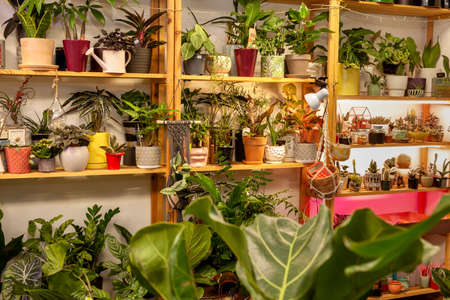 An Image of a Flower Shop with exotic potted plants.の写真素材