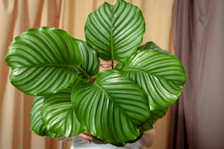 Woman smiles through the leaves of the Calathea orbifolia tropical plant.の写真素材
