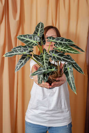 Florist woman holding a pot with Alocasia Bambinoarrow plant.の写真素材