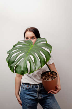 Woman holding Monstera Deliciosa tropical plant on a white background.の写真素材