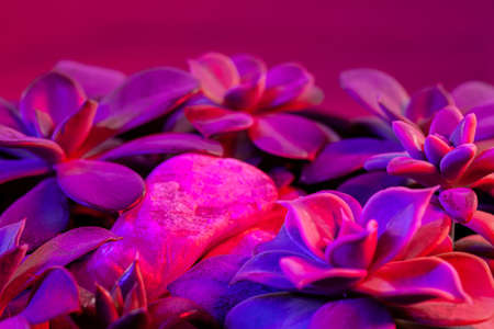 Succulents in brown ceramic pot on dark magenta background. Macro photo.の写真素材