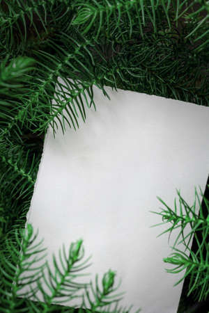 Creative layout with Chilean Araucaria plant and white paper card note. Flat lay.の写真素材