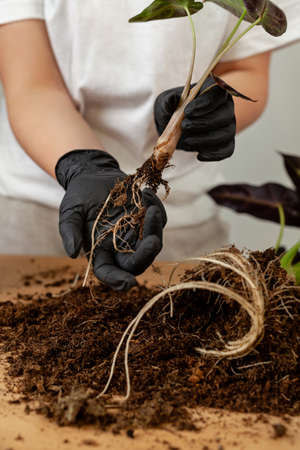 Transplanting a houseplant into a new flower pot.の写真素材