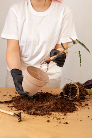 Transplanting a houseplant into a new flower pot.の写真素材