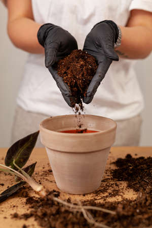 Transplanting a houseplant into a new flower pot.の写真素材