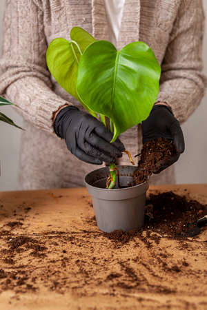 Transplanting a houseplant into a new flower pot.の写真素材