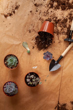 Concept of a home garden. Preparation of the home plants for transplantation.