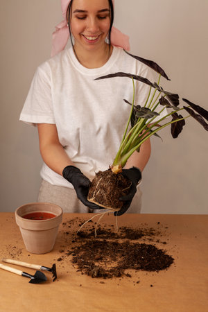 Transplanting a houseplant into a new flower pot.の写真素材