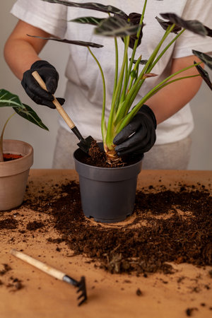 Transplanting a houseplant into a new flower pot.