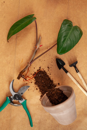 Concept of a home garden. Preparation of the home plants for transplantation.の写真素材