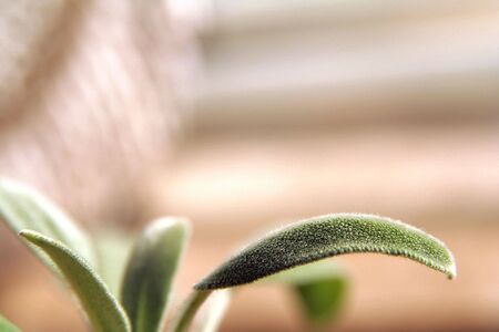 new leafs