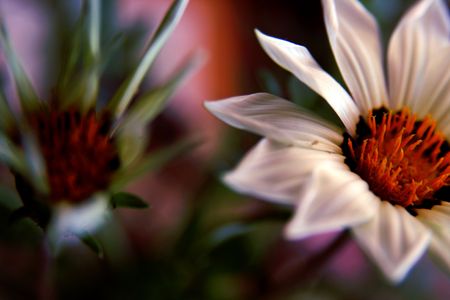 Just flowersの写真素材