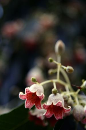 Red bellsの写真素材