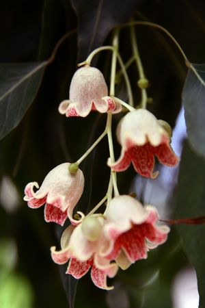 Bellsの写真素材