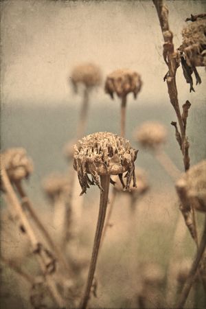 Dried textured flowersの写真素材
