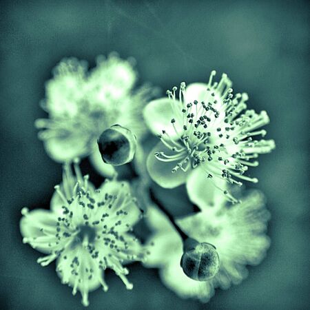 mono coloured flowerの写真素材