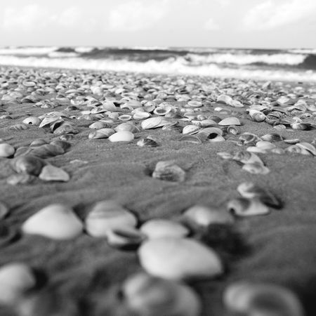 black and white version of shell on the shore